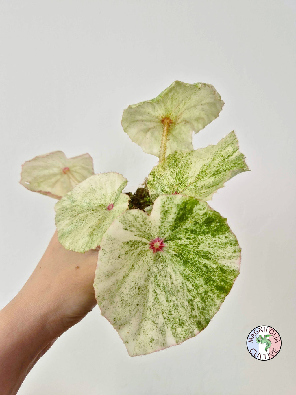 Begonia 'Rouge Variegata'