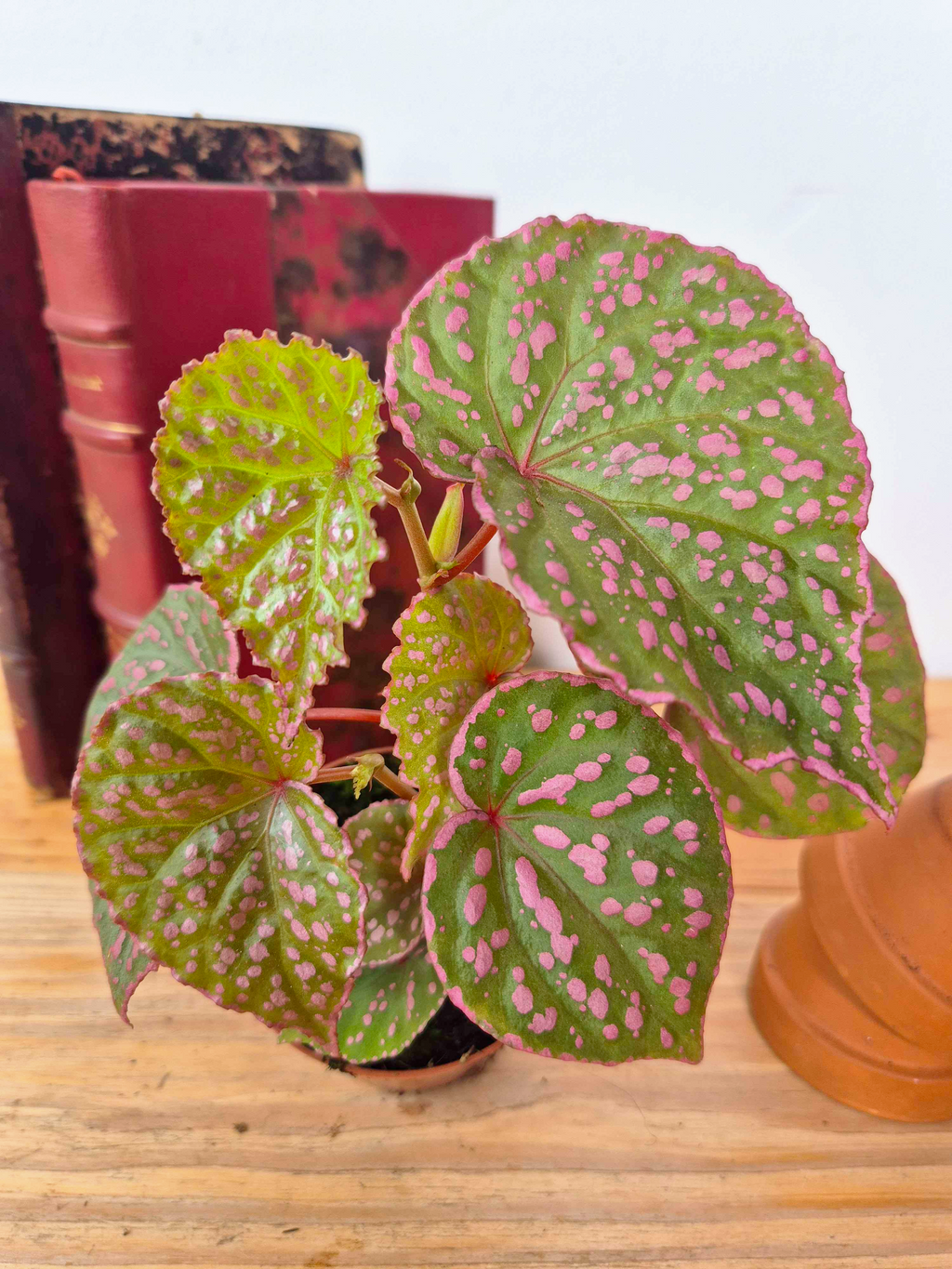 Begonia roseopunctata