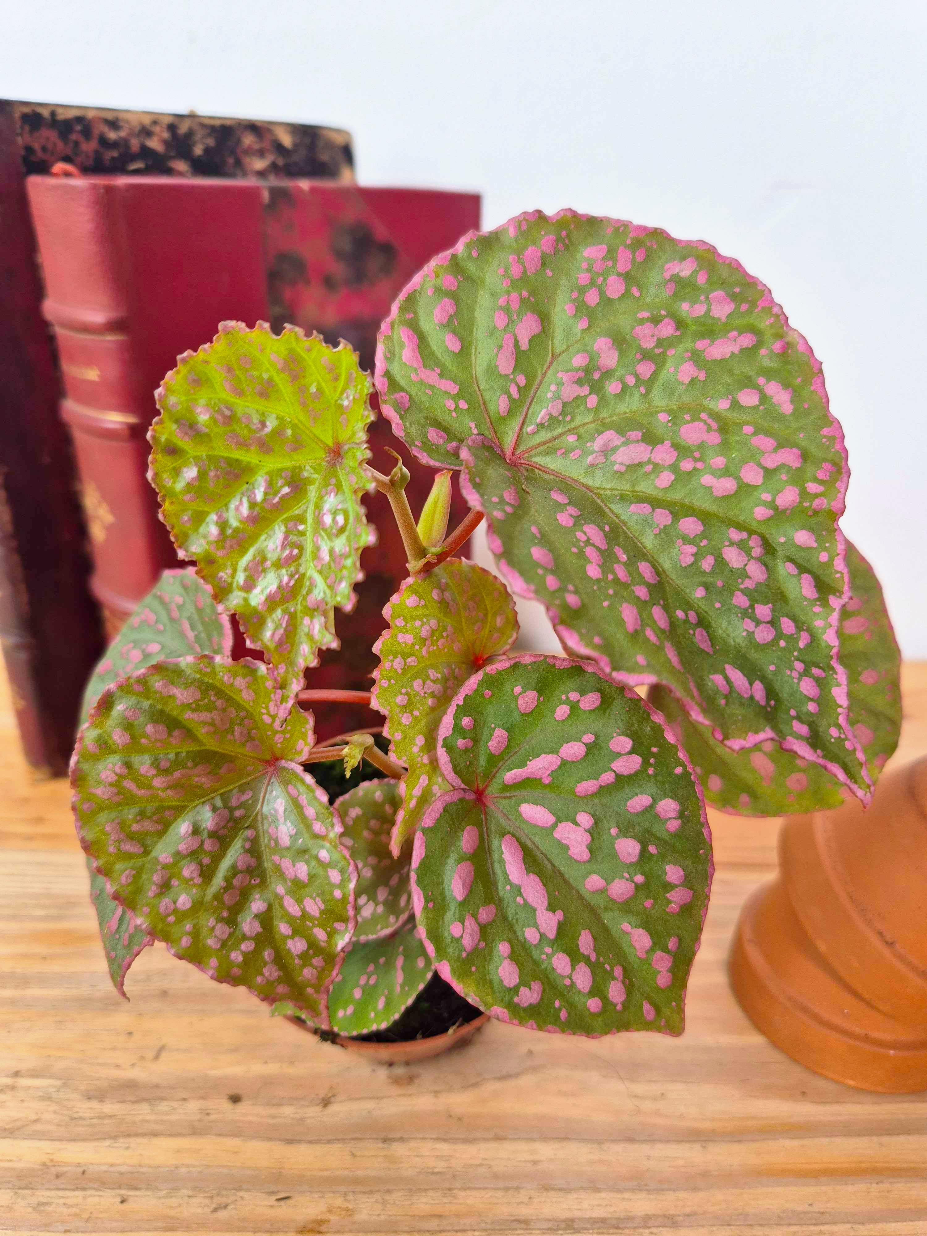 Begonia roseopunctata