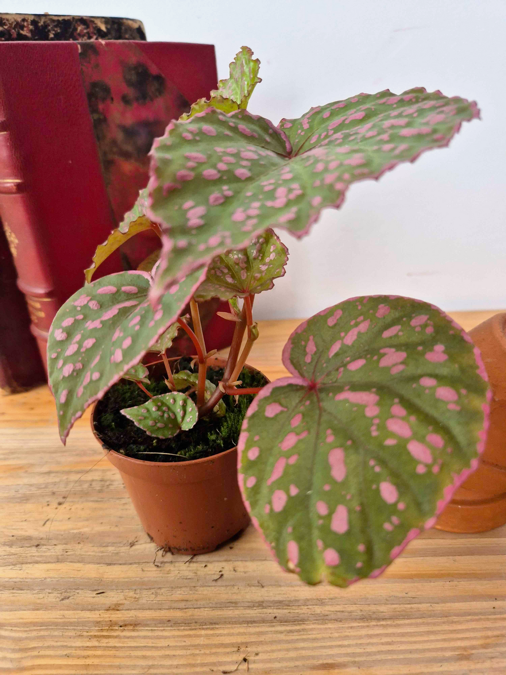 Begonia roseopunctata