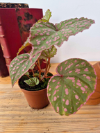Begonia roseopunctata