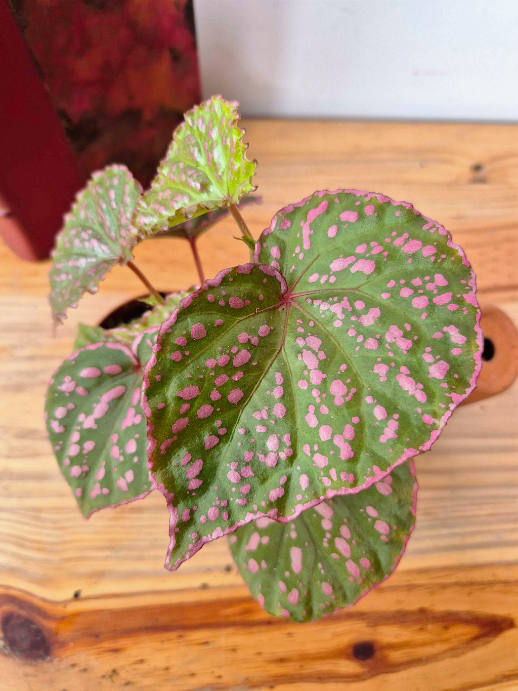 Begonia roseopunctata