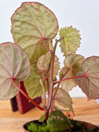 Begonia roseopunctata