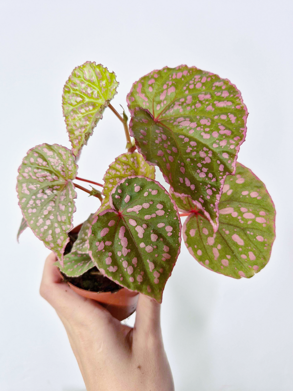 Begonia roseopunctata