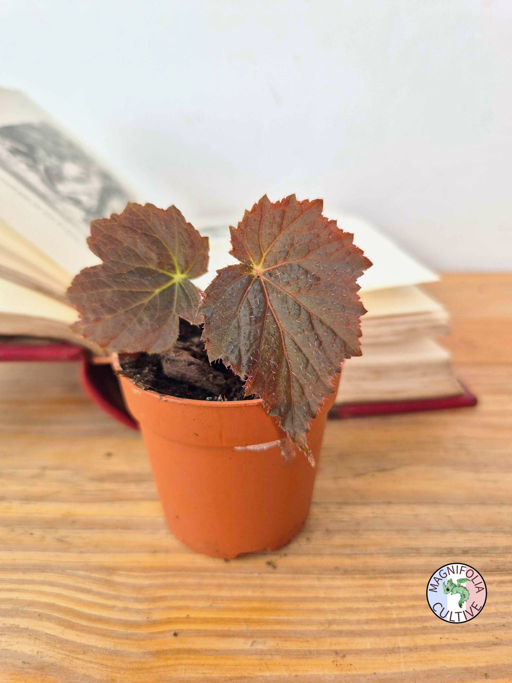Begonia 'Taconite'