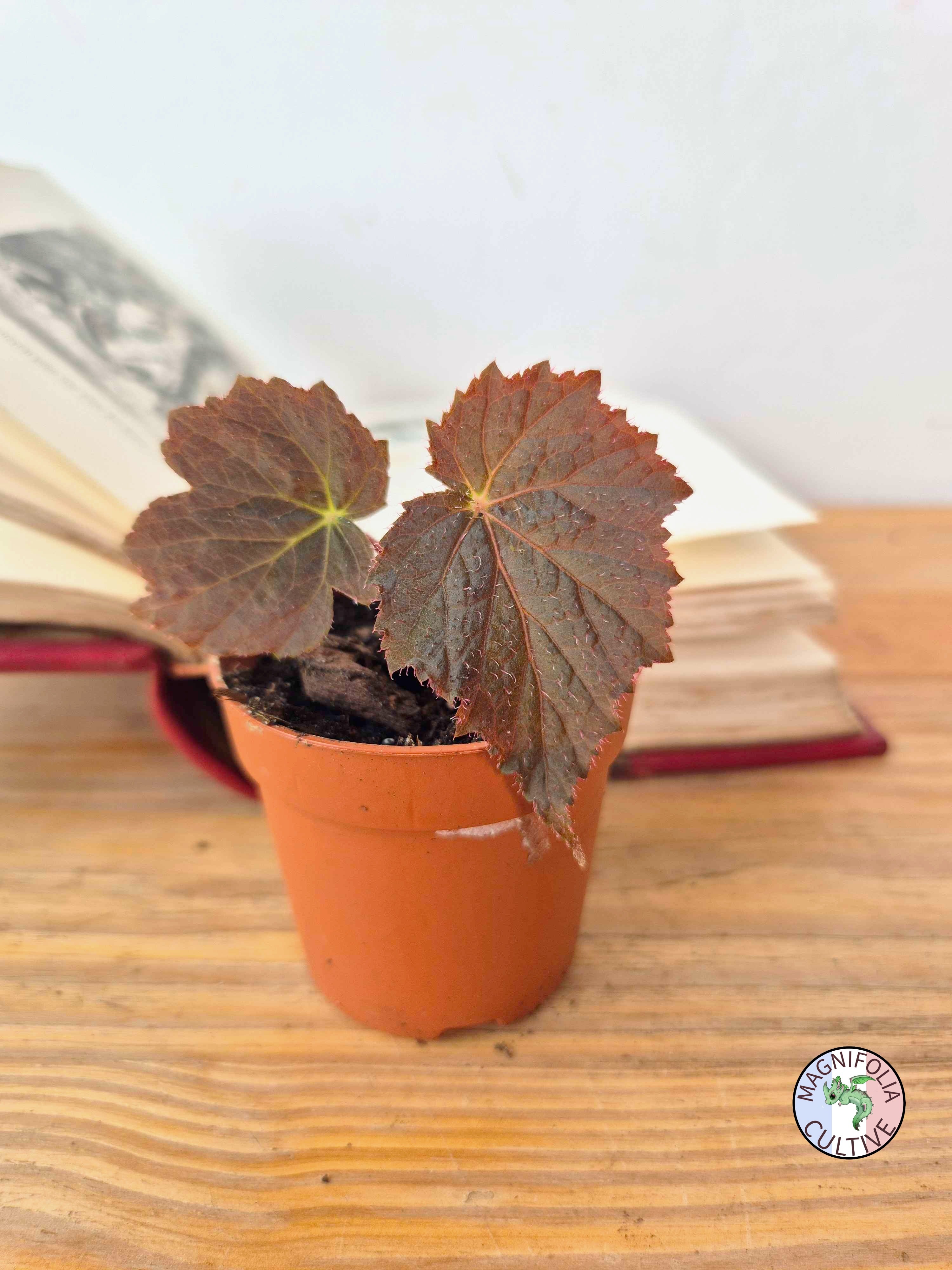Begonia 'Taconite'