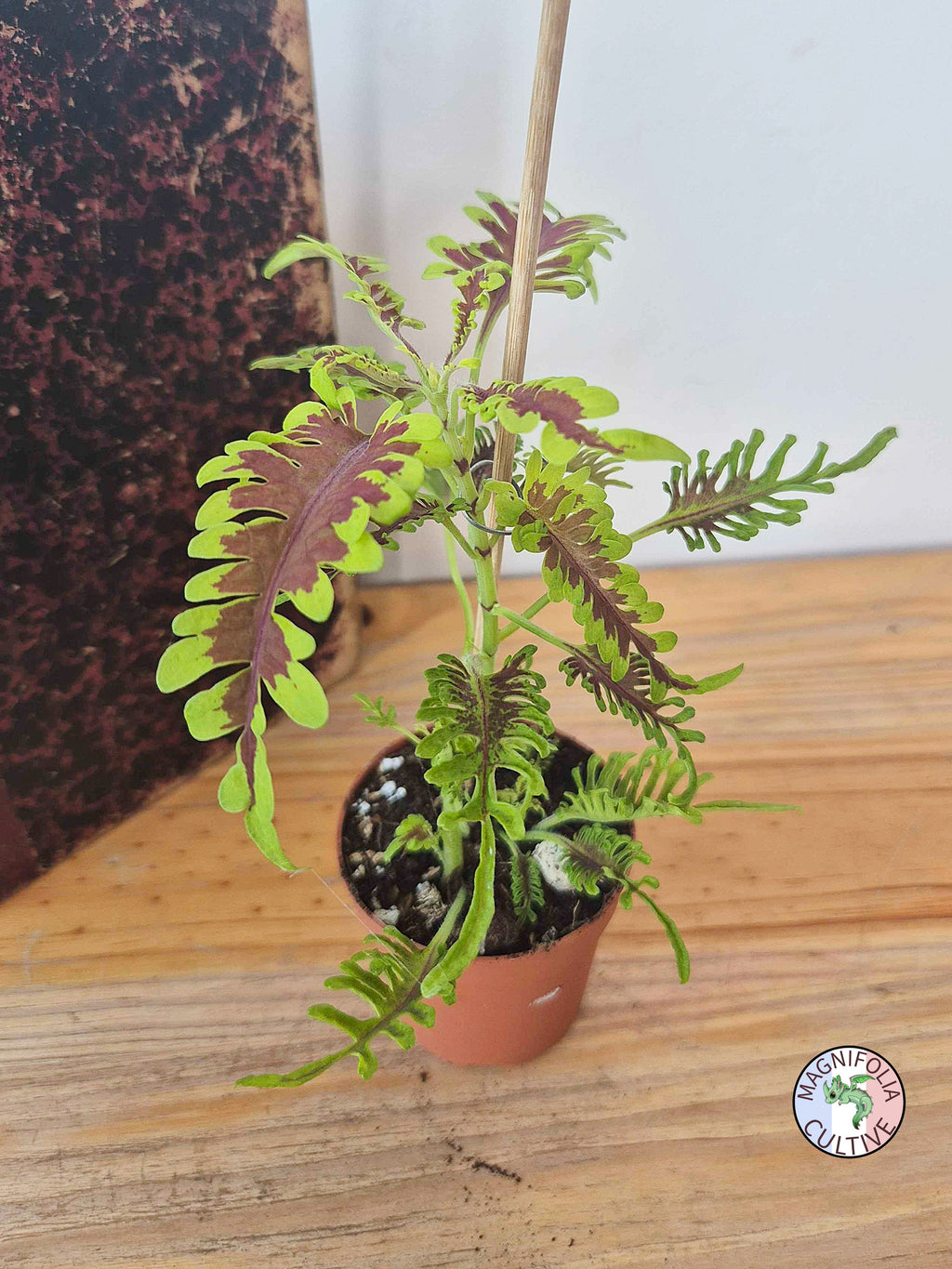 Coleus 'Skeletal'