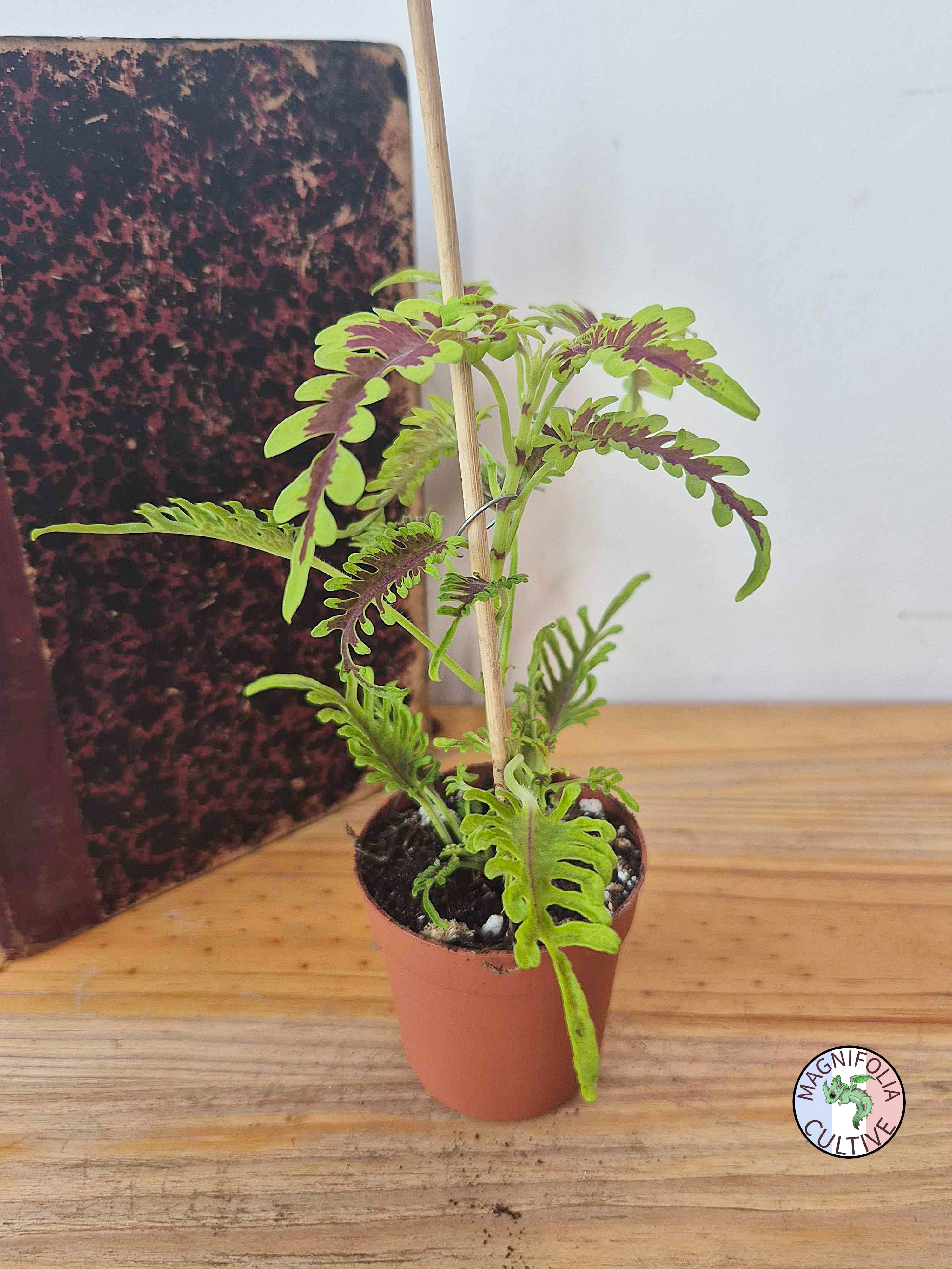 Coleus 'Skeletal'