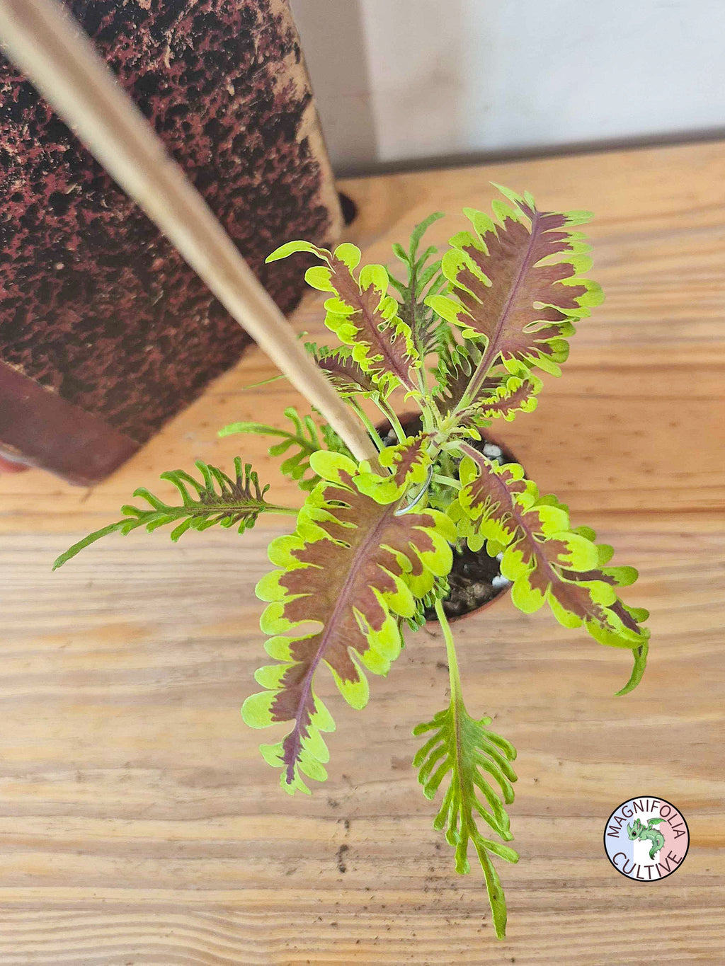 Coleus 'Skeletal'