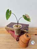 Colocasia 'Phet-Phetthai'