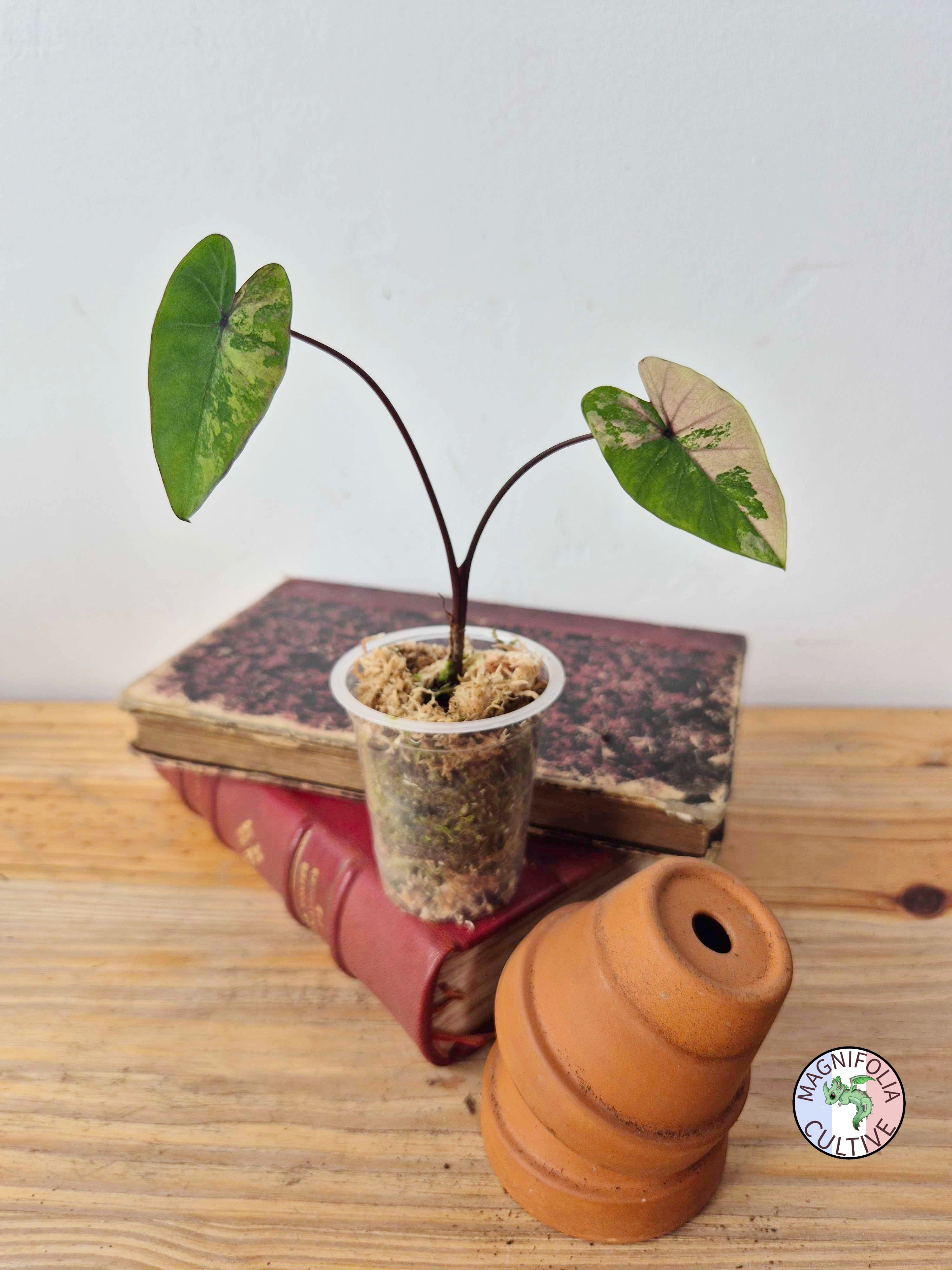 Colocasia 'Phet-Phetthai'
