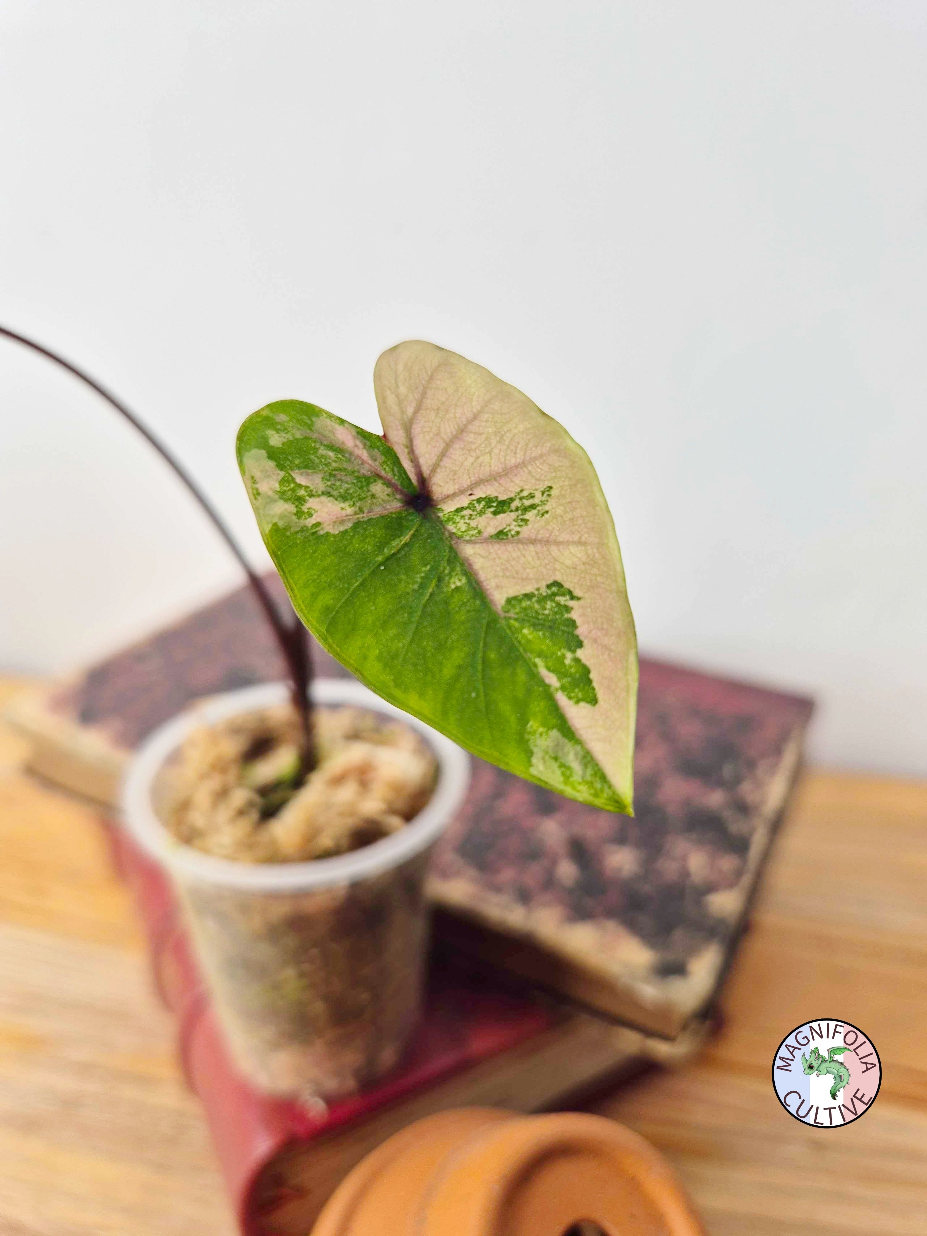 Colocasia 'Phet-Phetthai'