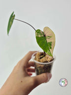 Colocasia 'Phet-Phetthai'