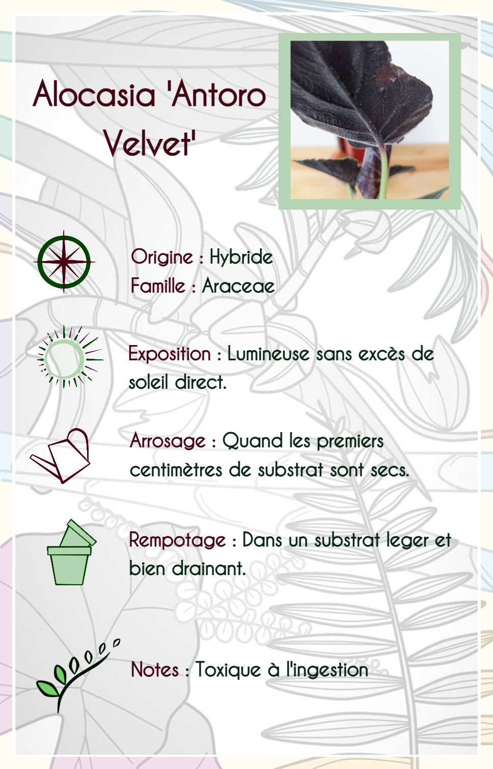 Alocasia Antoro Velvet
