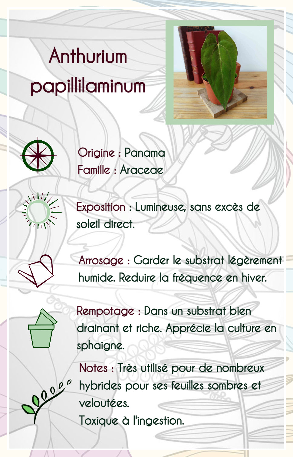 Anthurium papillilaminum