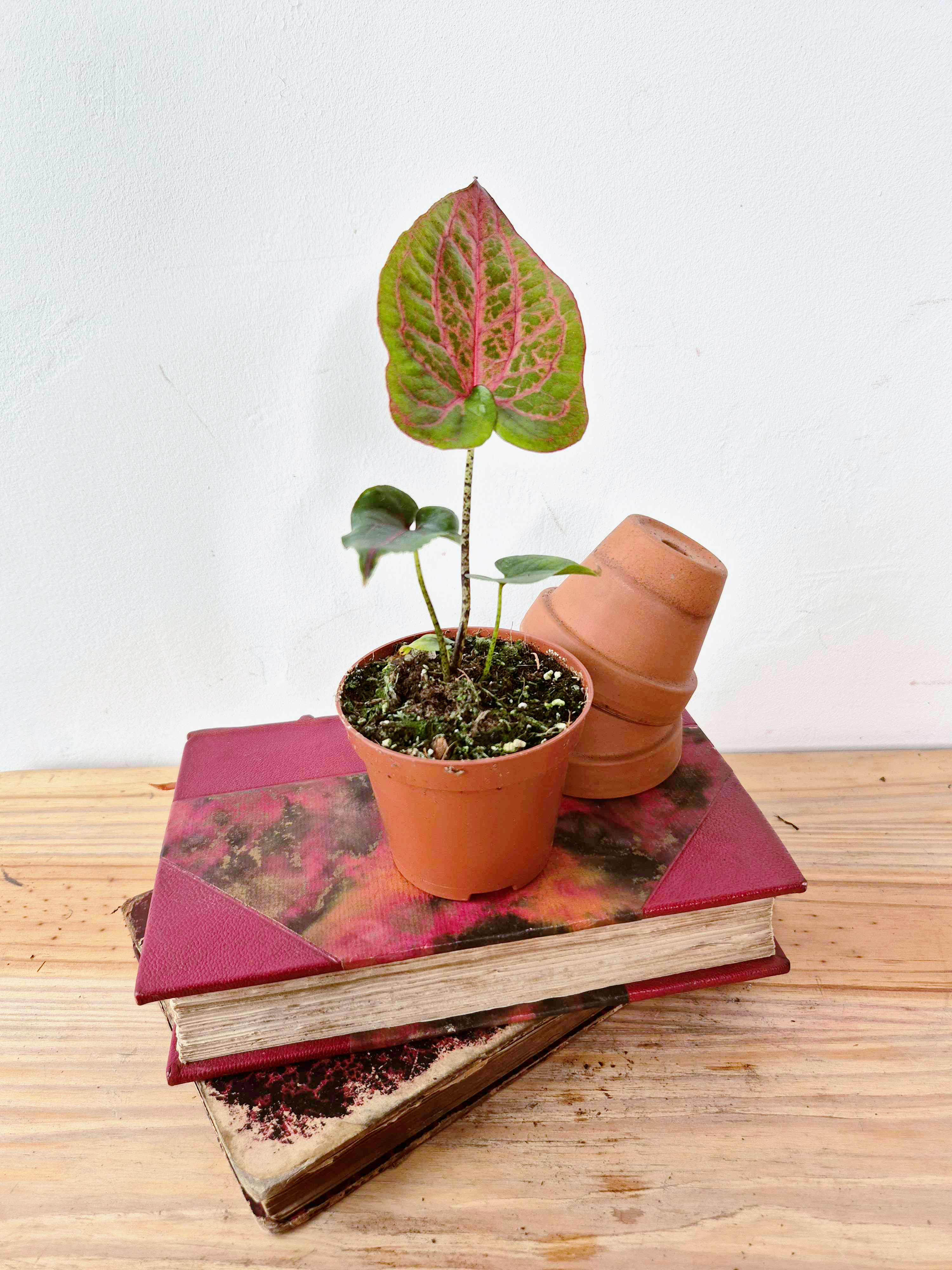 Cyrtosperma johnstonii