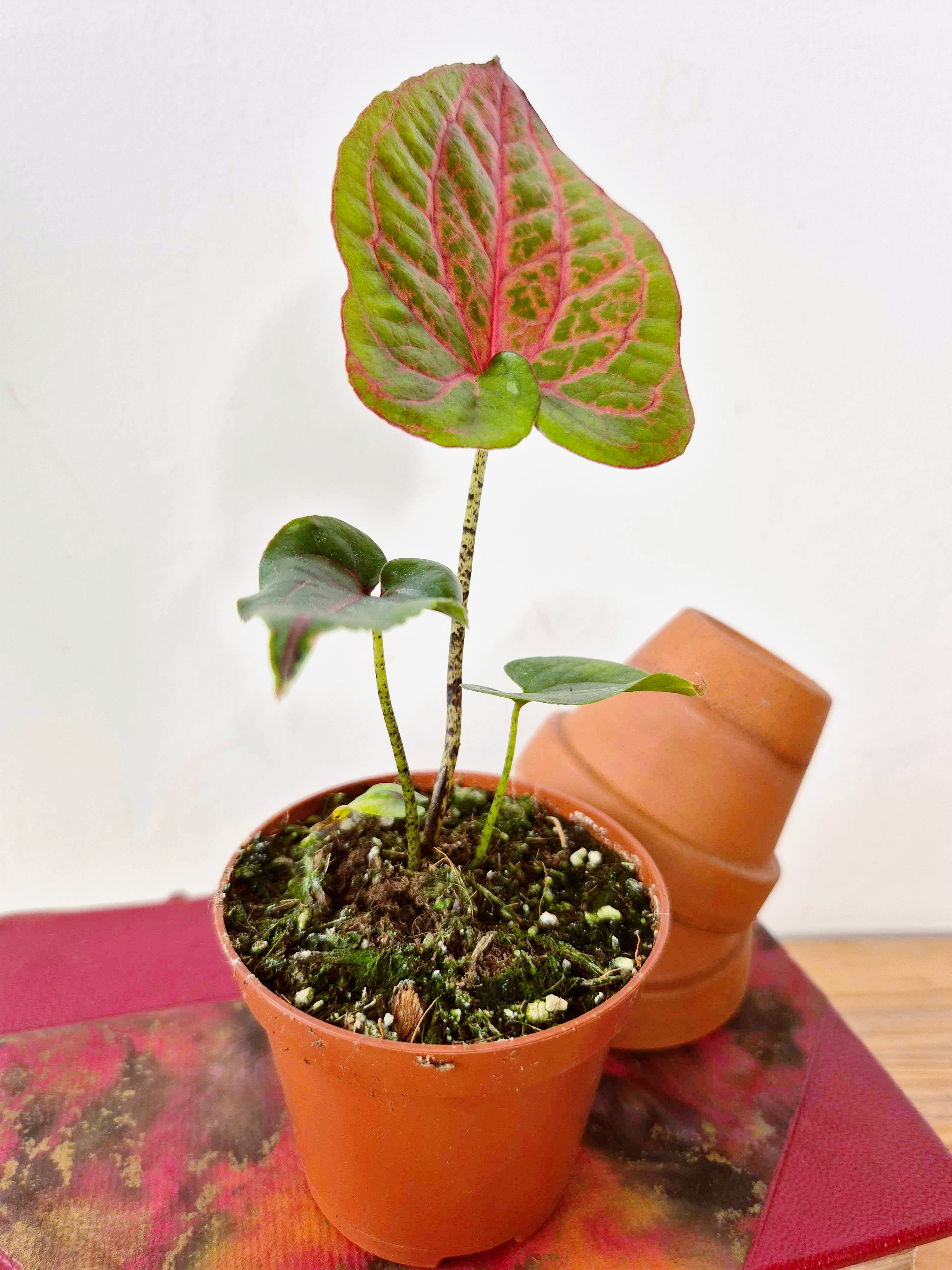 Cyrtosperma johnstonii