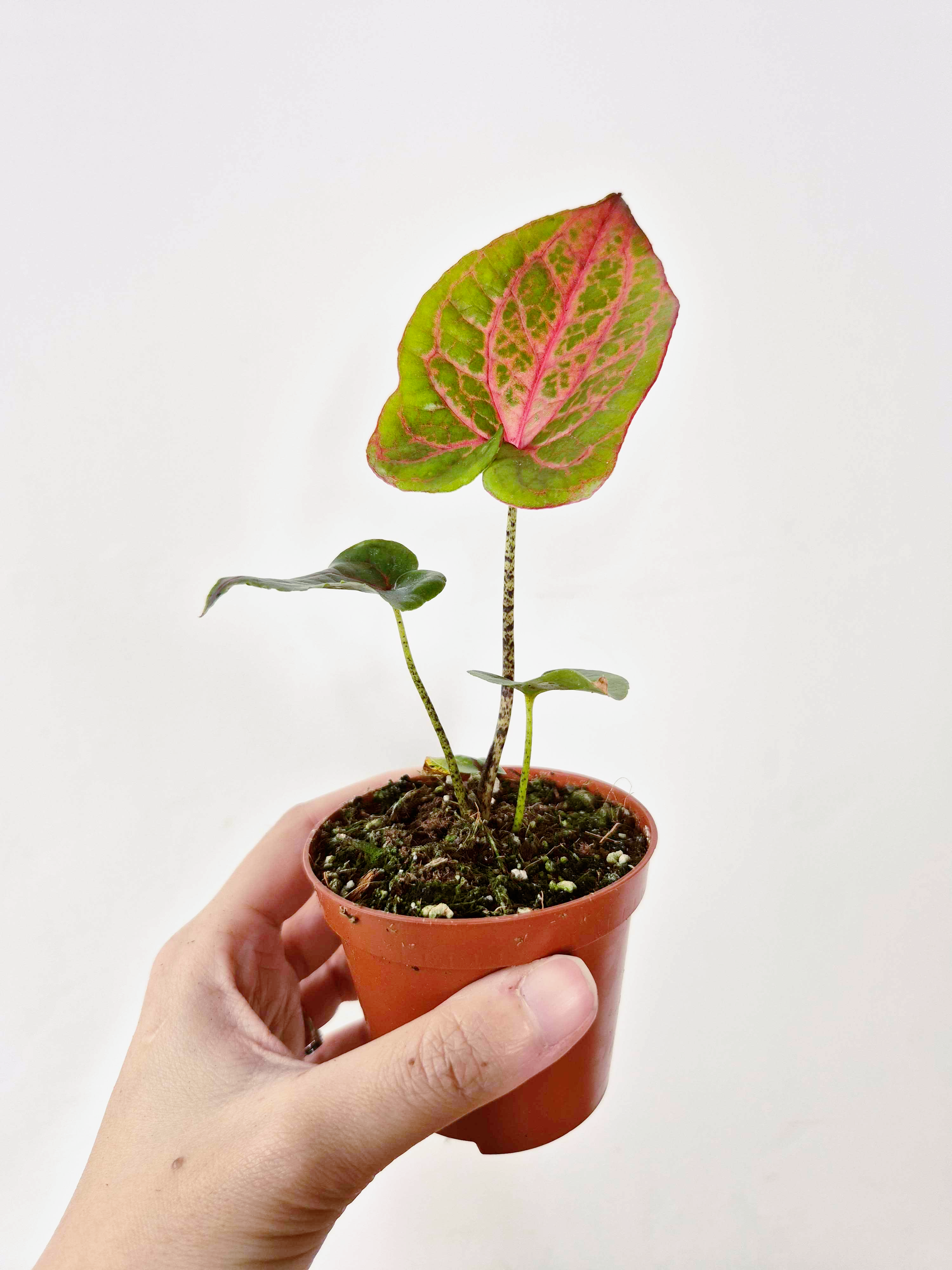 Cyrtosperma johnstonii