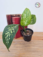 Dieffenbachia seguine