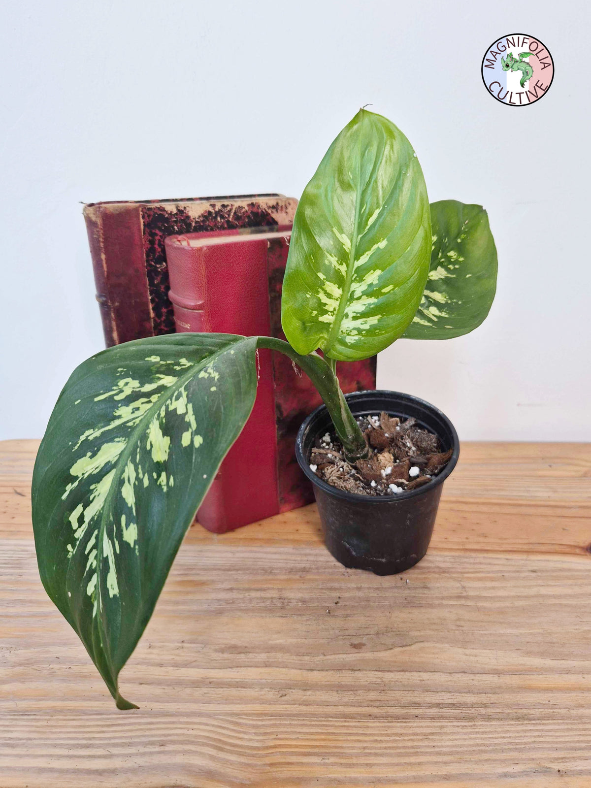 Dieffenbachia seguine