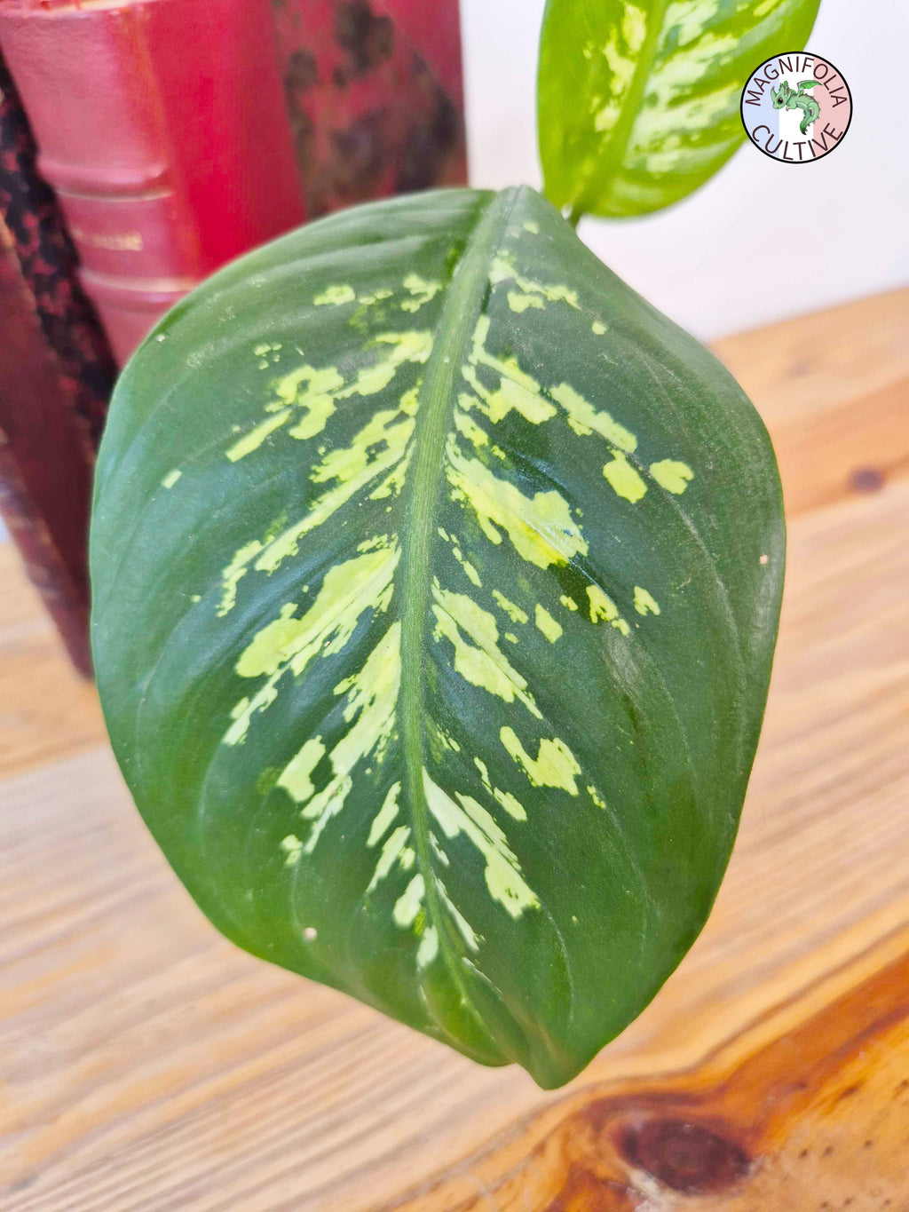Dieffenbachia seguine