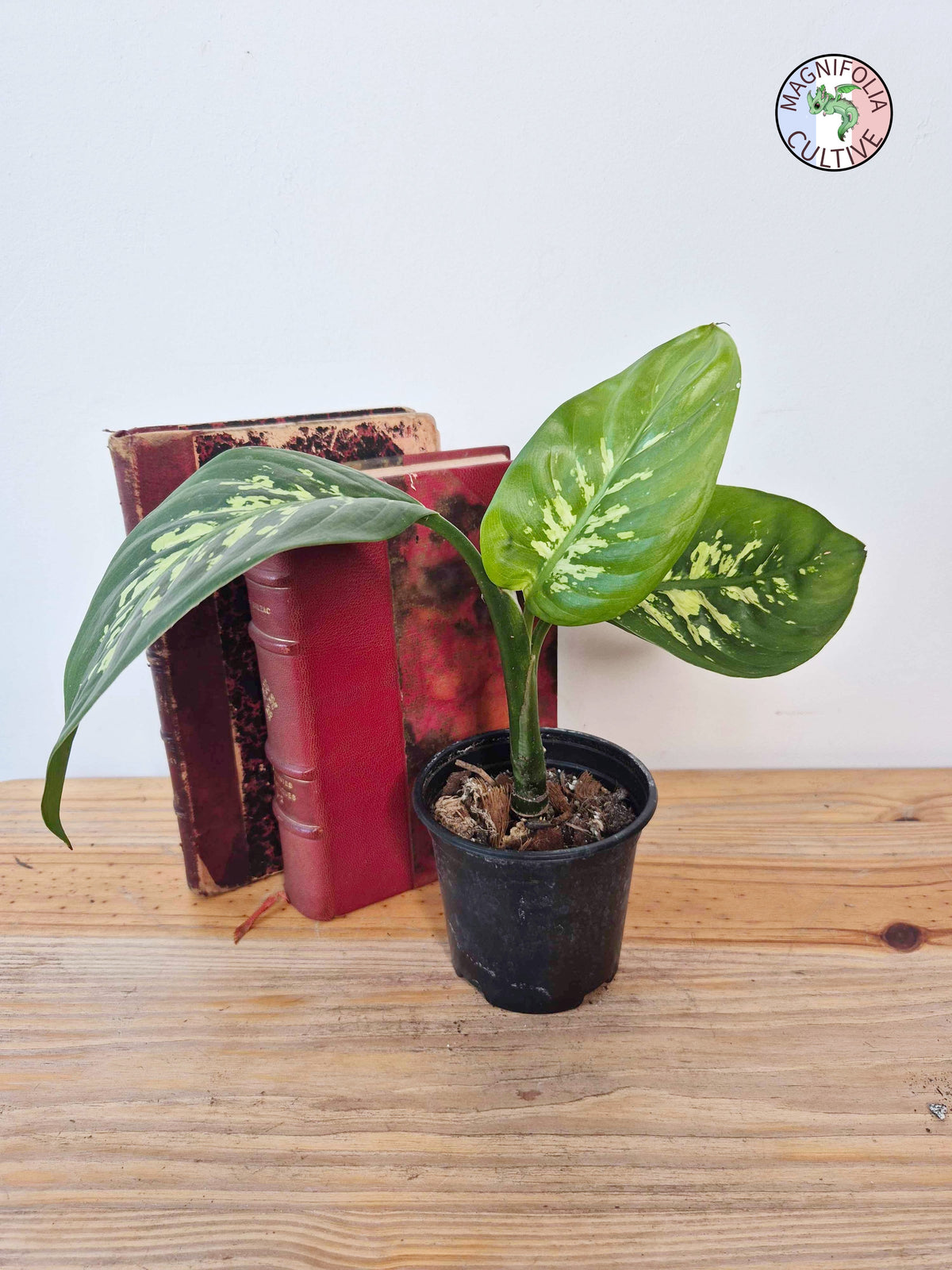Dieffenbachia seguine