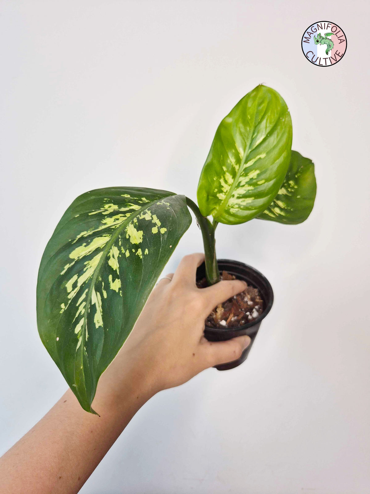 Dieffenbachia seguine