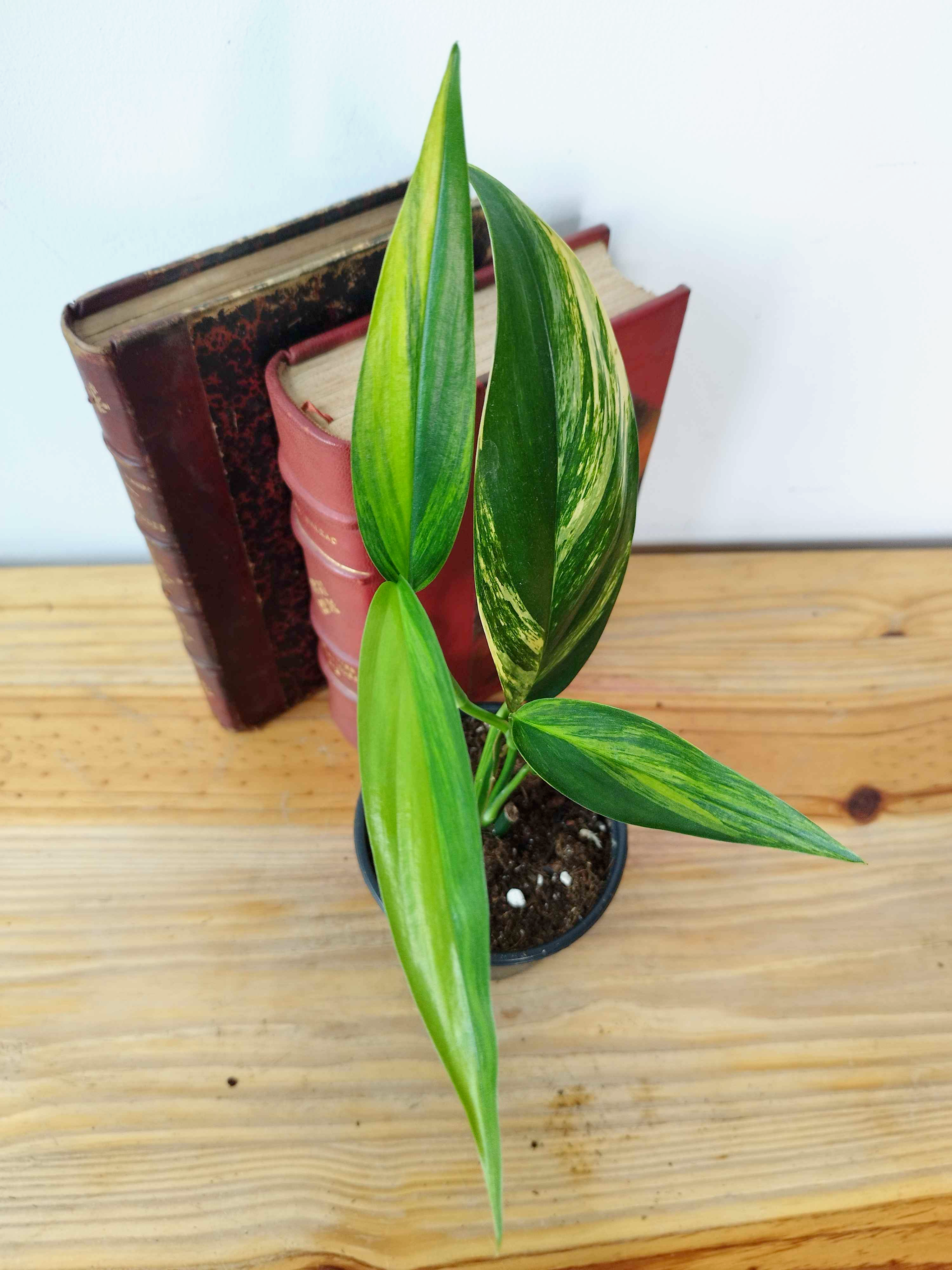 Epipremnum amplissimum Variegata