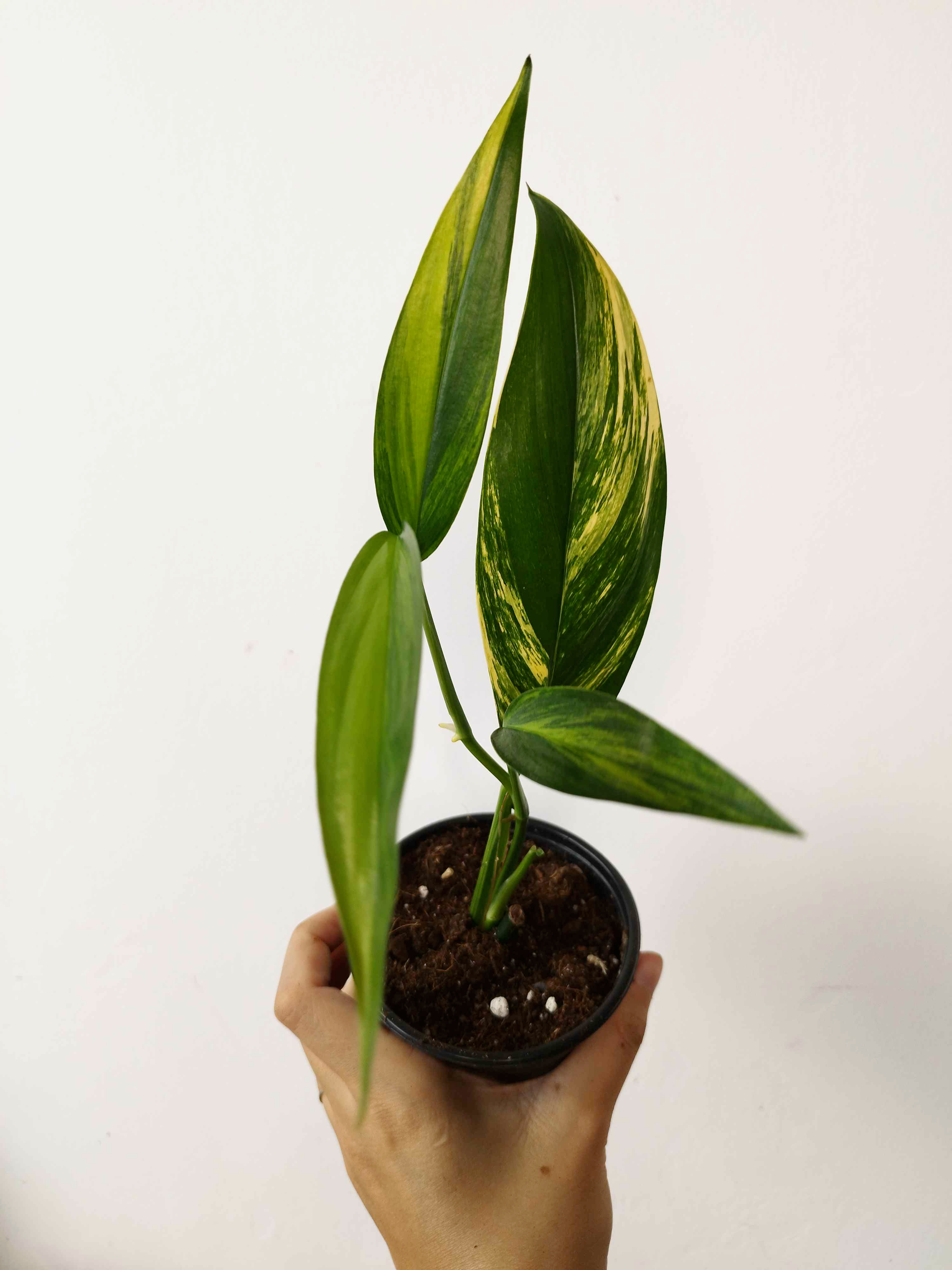 Epipremnum amplissimum Variegata