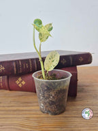 Epipremnum 'Cebu Blue' Variegata -Petite Taille-
