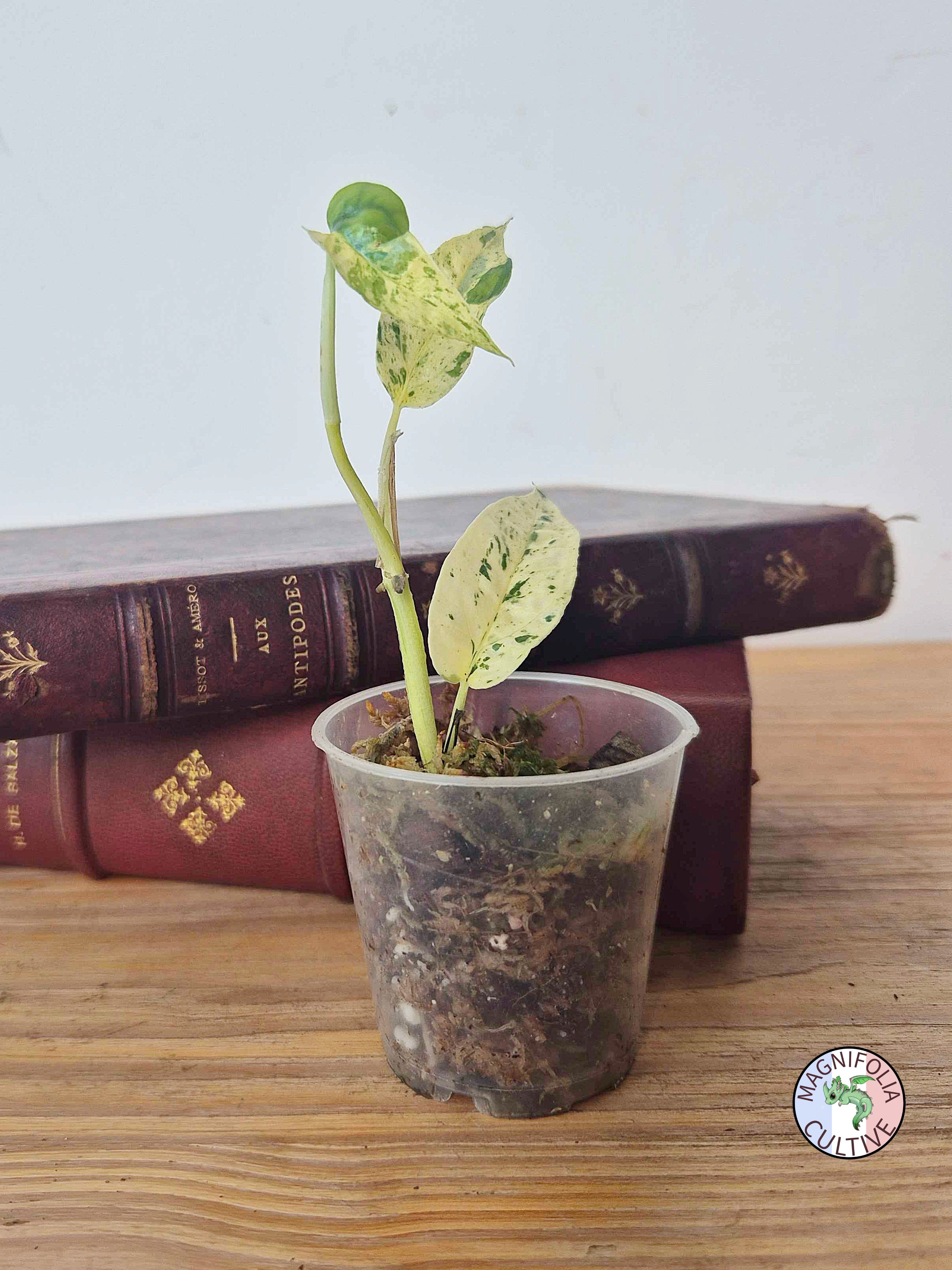 Epipremnum 'Cebu Blue' Variegata -Petite Taille-