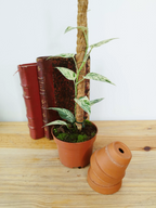 Epipremnum 'Cebu Blue' Variegata