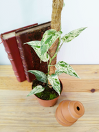 Epipremnum 'Cebu Blue' Variegata