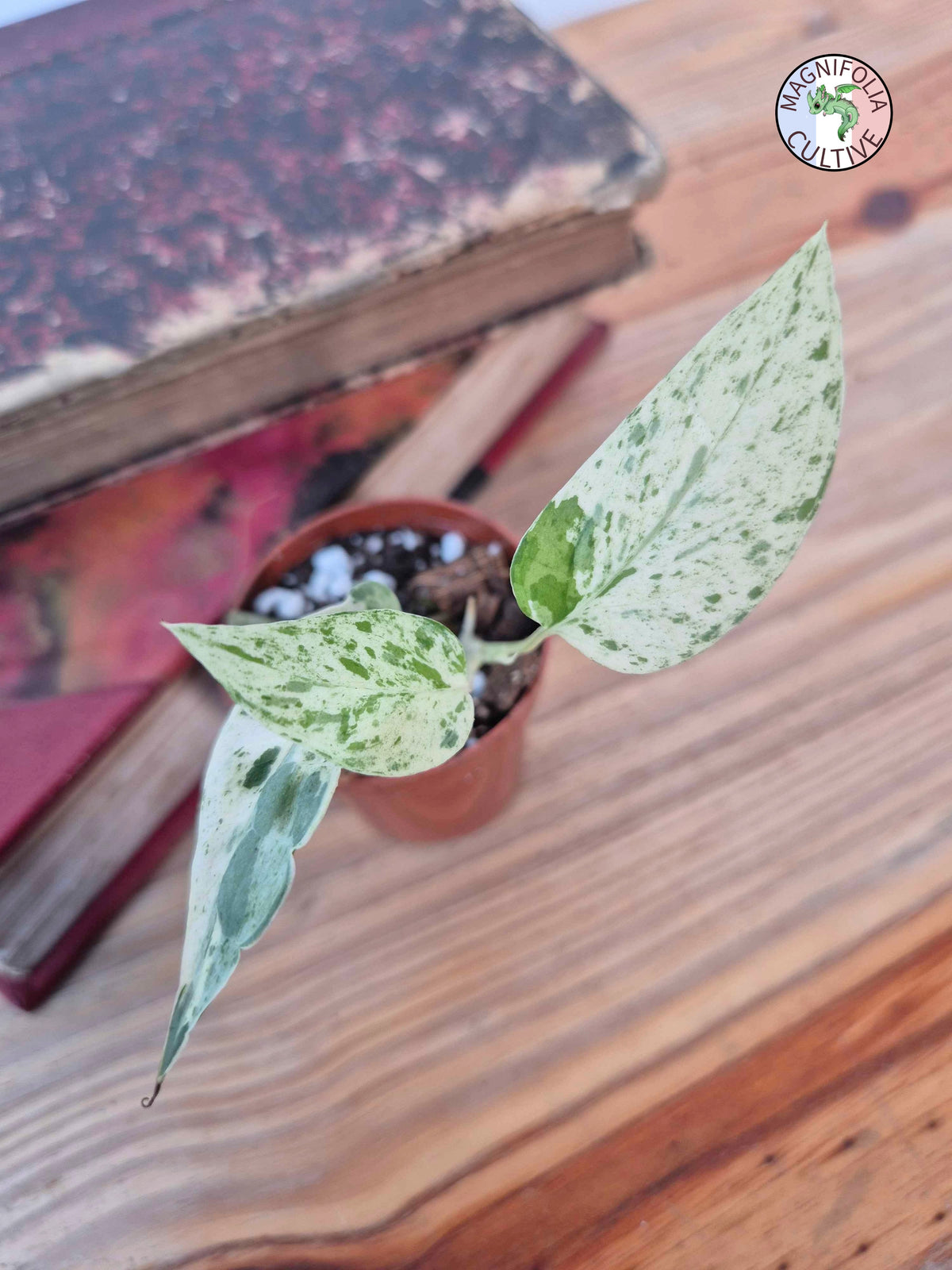 Epipremnum 'Cebu Blue' Variegata -Petite Taille-