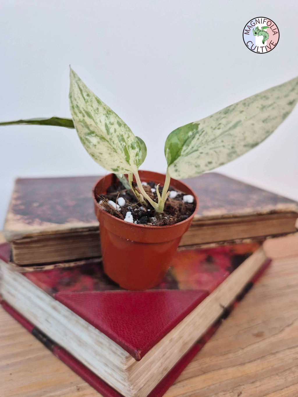 Epipremnum 'Cebu Blue' Variegata -Petite Taille-