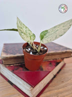 Epipremnum 'Cebu Blue' Variegata -Petite Taille-