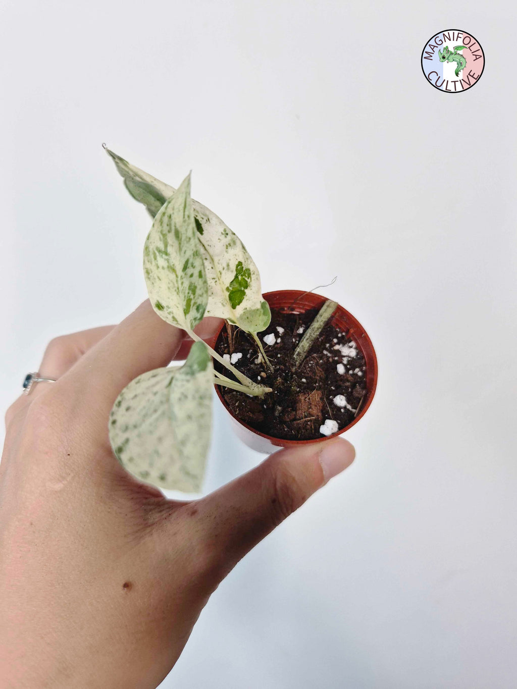 Epipremnum 'Cebu Blue' Variegata -Petite Taille-