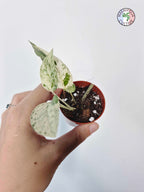 Epipremnum 'Cebu Blue' Variegata -Petite Taille-