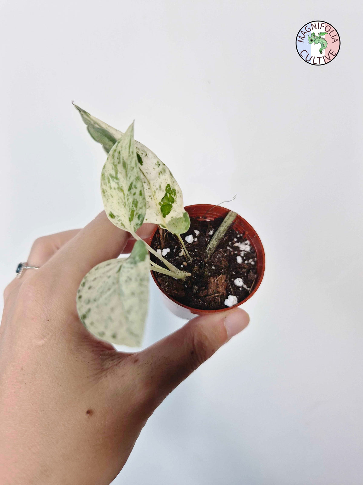 Epipremnum 'Cebu Blue' Variegata -Petite Taille-