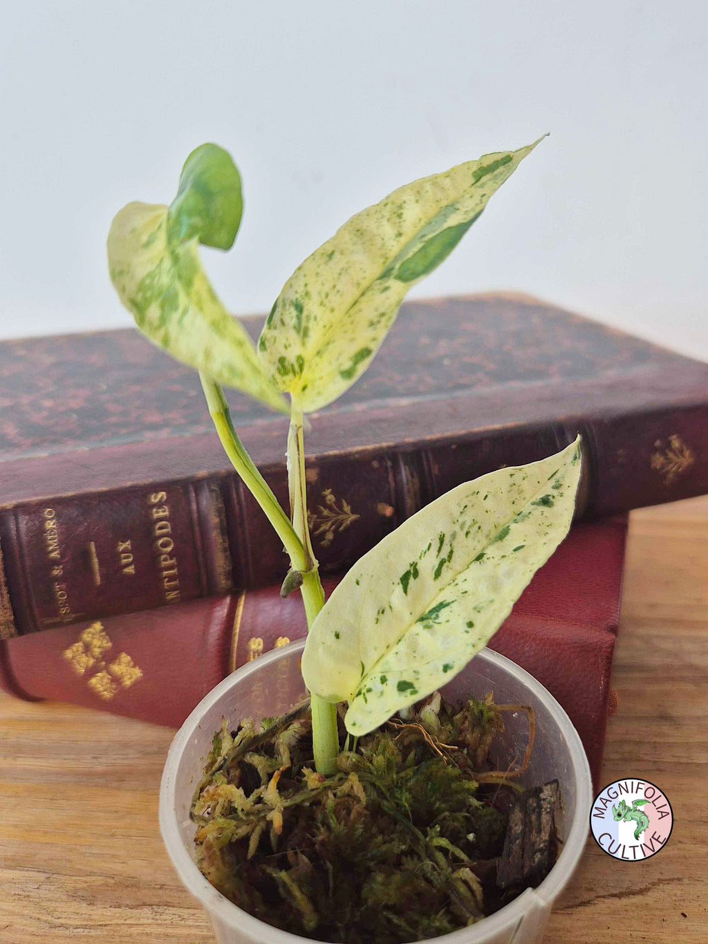 Epipremnum 'Cebu Blue' Variegata -Petite Taille-