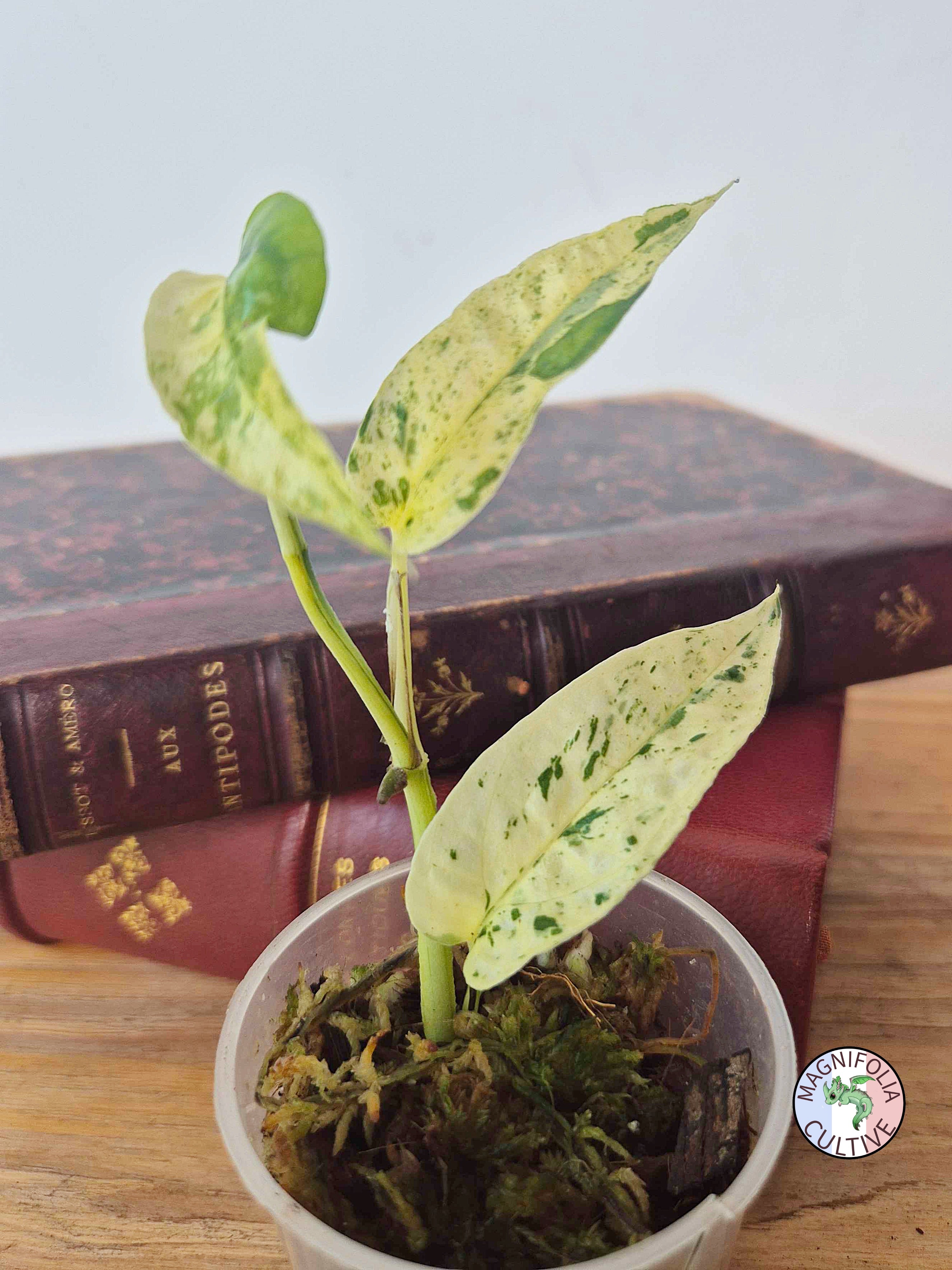 Epipremnum 'Cebu Blue' Variegata -Petite Taille-
