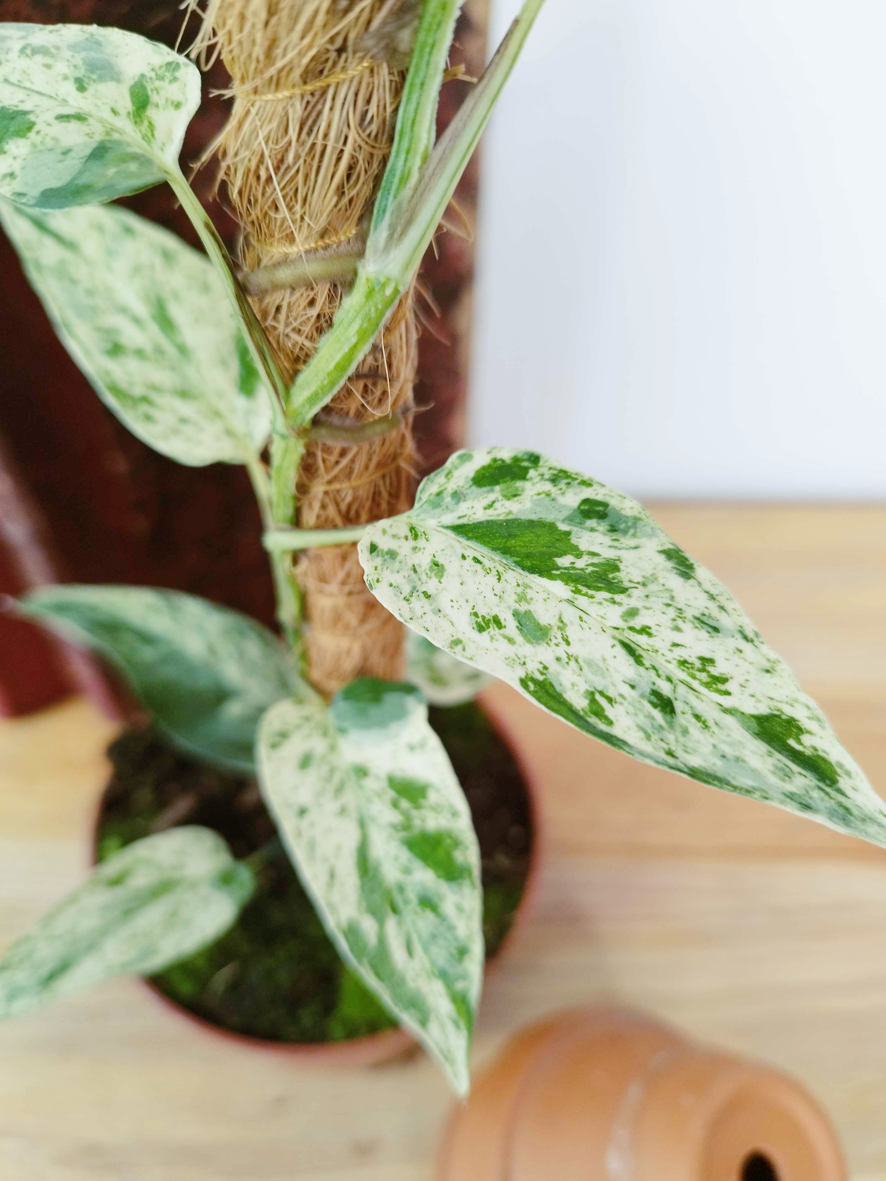 Epipremnum 'Cebu Blue' Variegata