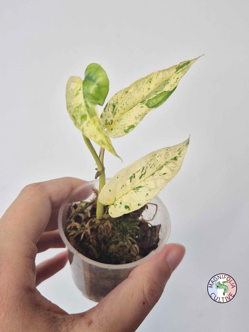 Epipremnum 'Cebu Blue' Variegata -Petite Taille-