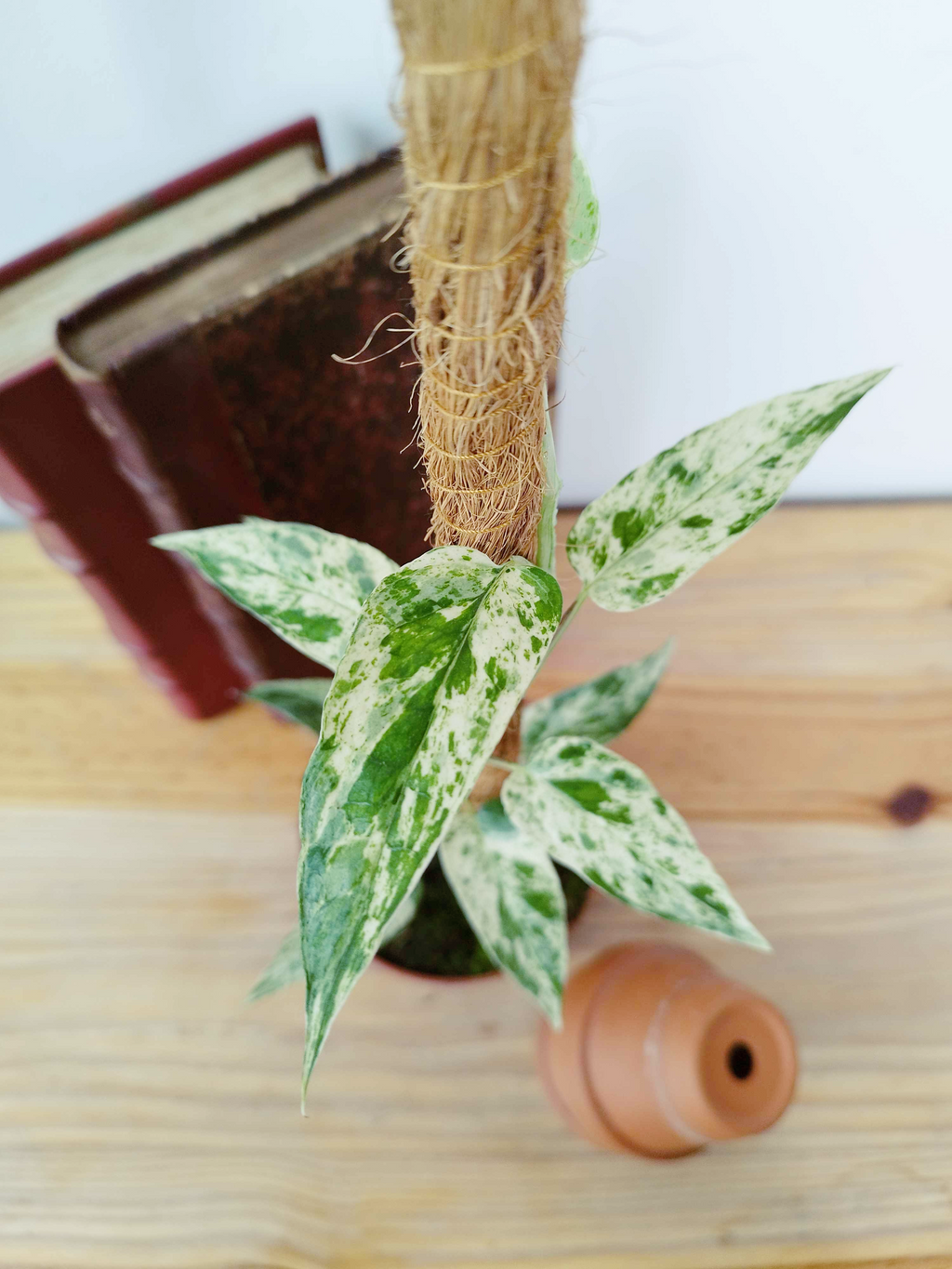 Epipremnum 'Cebu Blue' Variegata