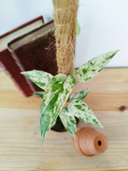 Epipremnum 'Cebu Blue' Variegata