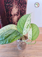 Epipremnum 'Cebu Blue' Variegata Half Moon -Petite Taille-
