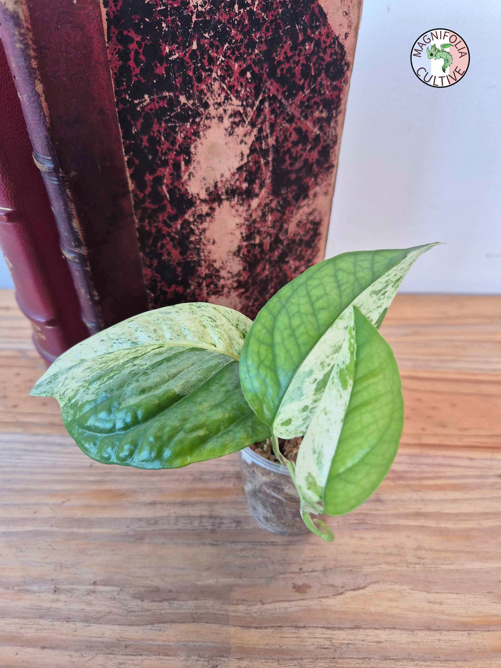 Epipremnum 'Cebu Blue' Variegata Half Moon -Petite Taille-