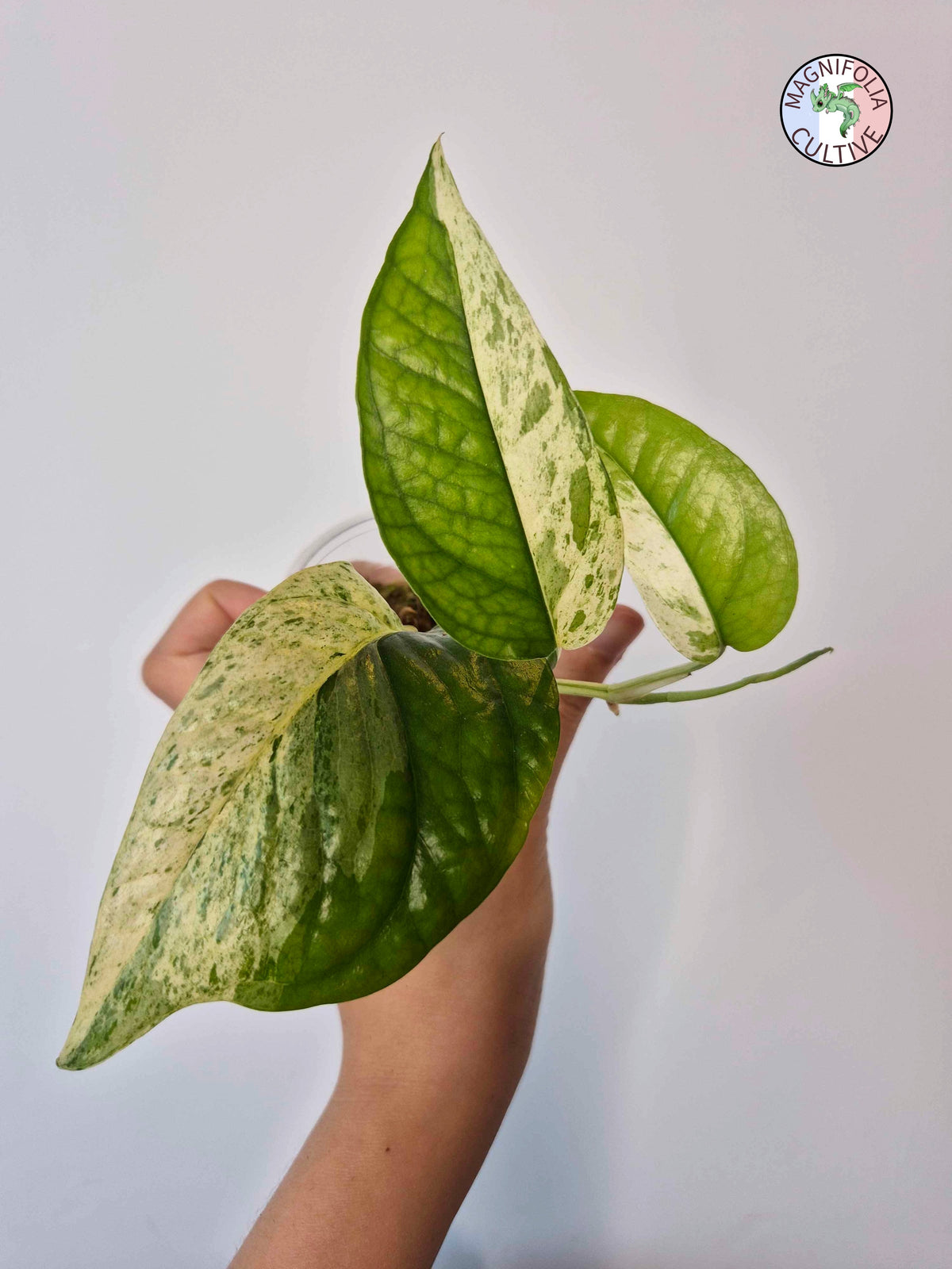 Epipremnum 'Cebu Blue' Variegata Half Moon -Petite Taille-