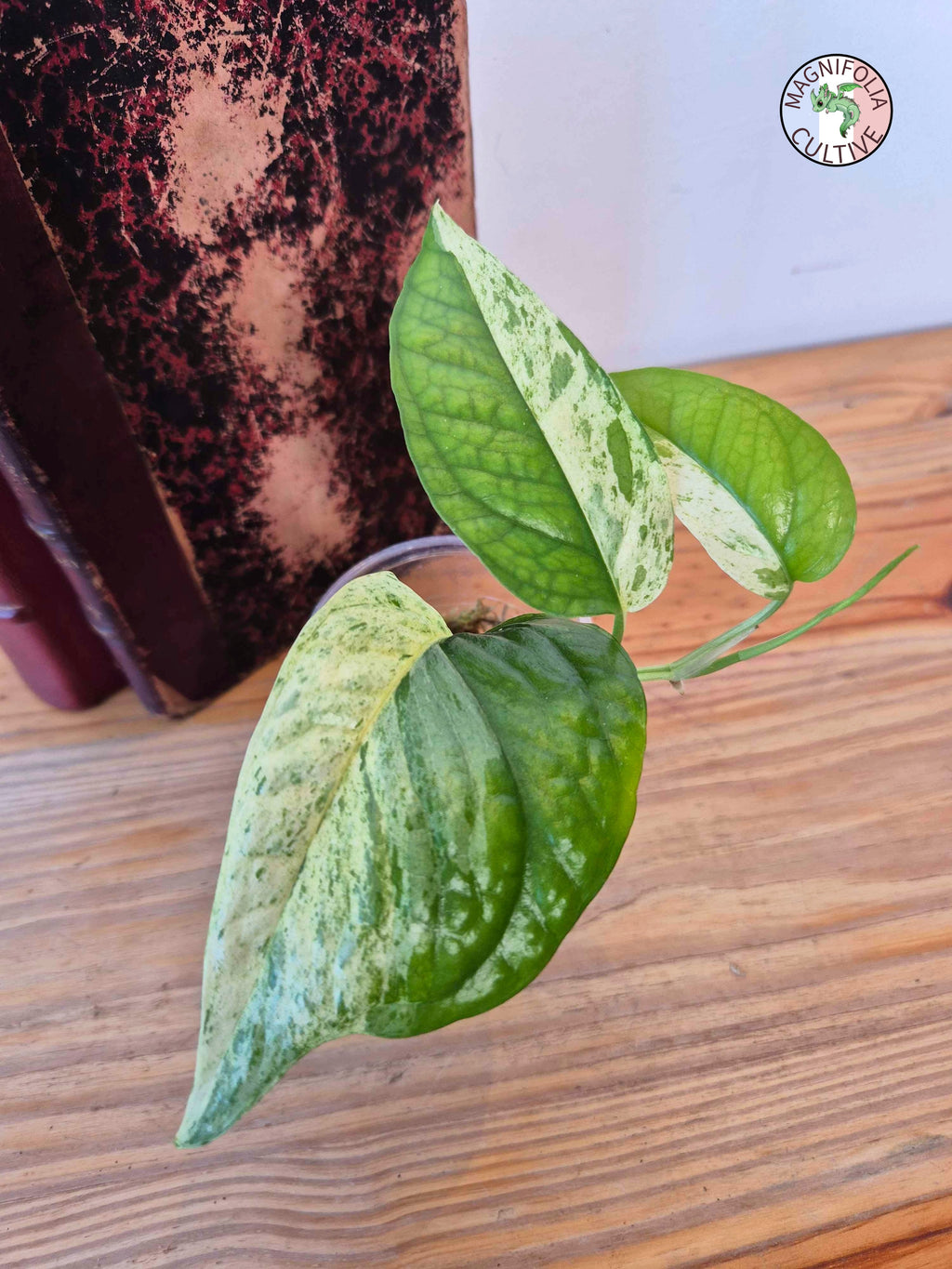 Epipremnum 'Cebu Blue' Variegata Half Moon -Petite Taille-