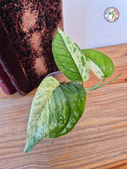 Epipremnum 'Cebu Blue' Variegata Half Moon -Petite Taille-
